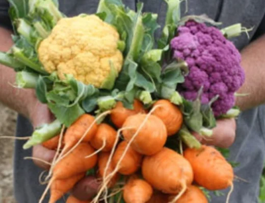 Organic Food Growing Course