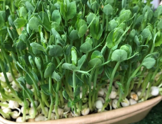 Microgreens and Sprouting half-day workshop