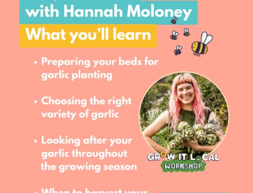 Growing a bumper crop of garlic