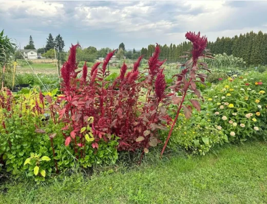 Permaculture Solutions at Mission Meadows Community Garden