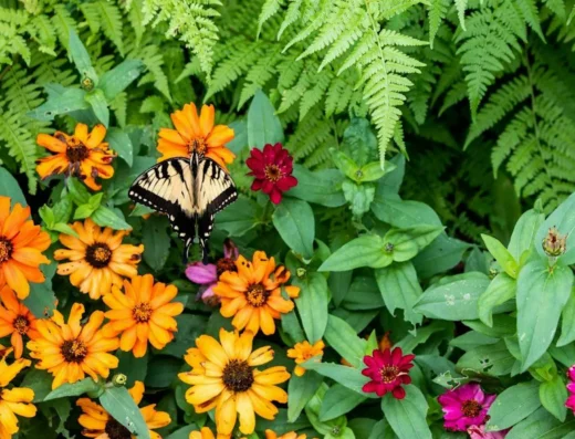 Introduction to Permaculture & Permaculture Plants of Interest